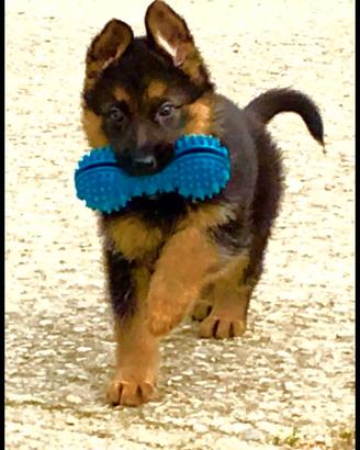 Cuccioli pastore tedesco femmina