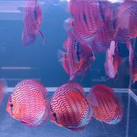 Discus