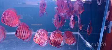 Discus