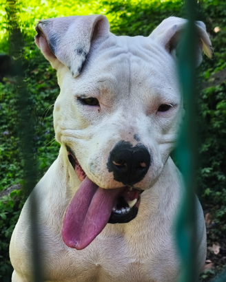 Cucciola amstaf