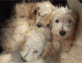 Cuccioli barboncino mix