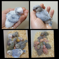 Pulli di roseicollis imbeccati a mano