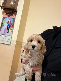 Maltipoo Mini Toy albicocca