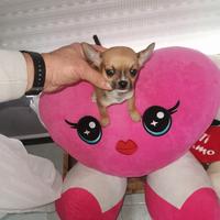 Chiwawa mini toy boy