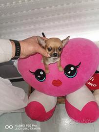 Chiwawa mini toy boy