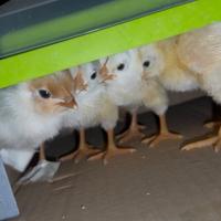 Pulcini di gallina ovaiola