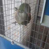 Parrocchetto femmina