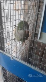 Parrocchetto femmina