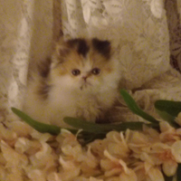 Gatta persiana euro 500