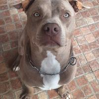 Monta pitbull silver red nose