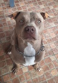 Monta pitbull silver red nose