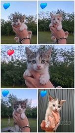 Dolcissimi gattini?