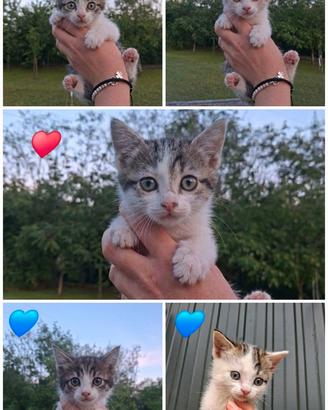 Dolcissimi gattini?