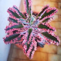 Kalanchoe pink butterfly e tubiflora 