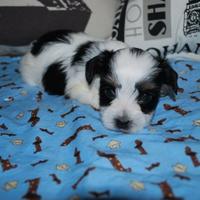 Cuccioli Toy Maschio e femmina