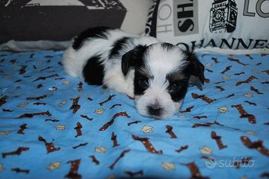 Cuccioli Toy Maschio e femmina