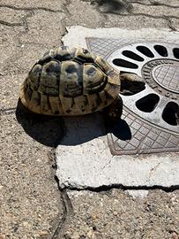 Femmina Testudo hermanni tartaruga di terra