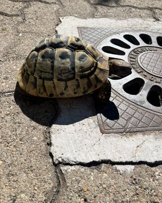 Femmina Testudo hermanni tartaruga di terra