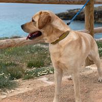 Ray: labrador maschio 5 anni