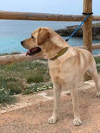 Ray: labrador maschio 5 anni
