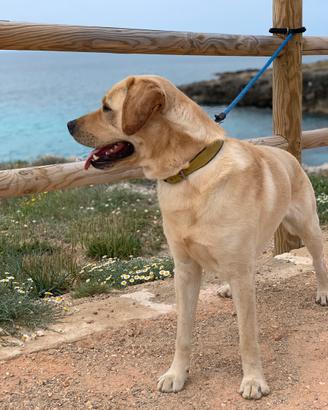 Ray: labrador maschio 5 anni