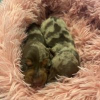 Bassotti arlecchino cioccolato maschi