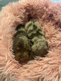 Bassotti arlecchino cioccolato maschi