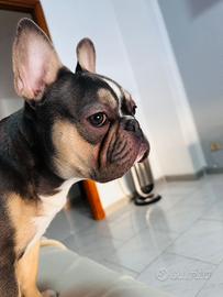 Bulldog Francese