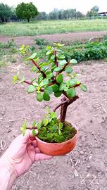 mini bonsai di portulacaria Afra 