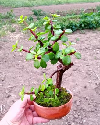 mini bonsai di portulacaria Afra 