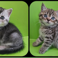 Meravigliosi cuccioli british shorthair pedigree