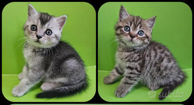 Meravigliosi cuccioli british shorthair pedigree
