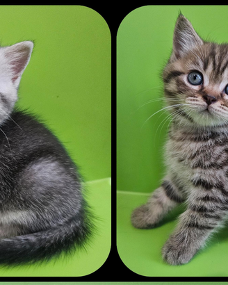 Meravigliosi cuccioli british shorthair pedigree