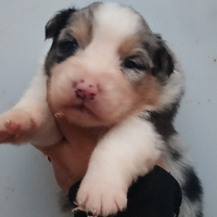 Pastore australiano con