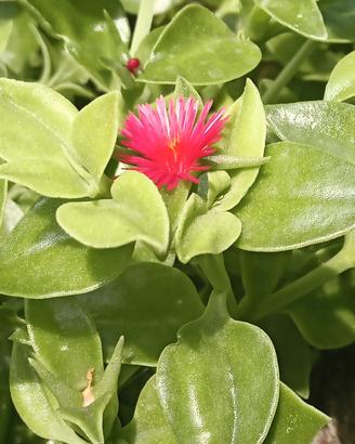 Pianta di Aptenia (vaso 11 cm)