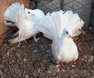 Colombe pavoncelle indiane