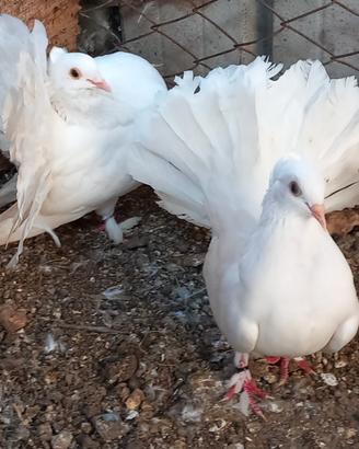 Colombe pavoncelle indiane