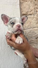 Buldog francese