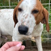 Giorgio 2 anni bracco pointer