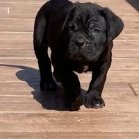 Cuccioli Cane Corso nati il 12 02 26