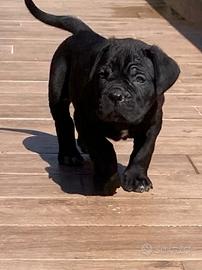 Cuccioli Cane Corso nati il 12 02 26