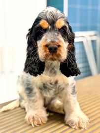 Cucciolo di cocker