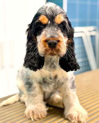 Cucciolo di cocker
