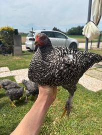 Polli