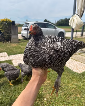 Polli