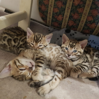 Cucciole Bengala con pedigree anche for breeding