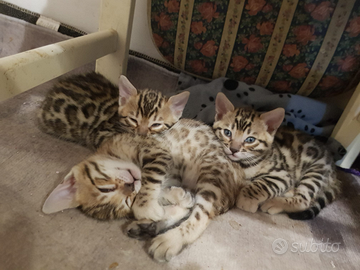 Cucciole Bengala con pedigree anche for breeding