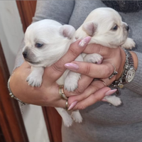 Chihuahua