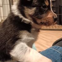 Cuccioli di Border Collie