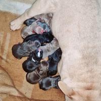 American bully exotic